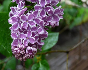 Lilacs - 11x14 photo print