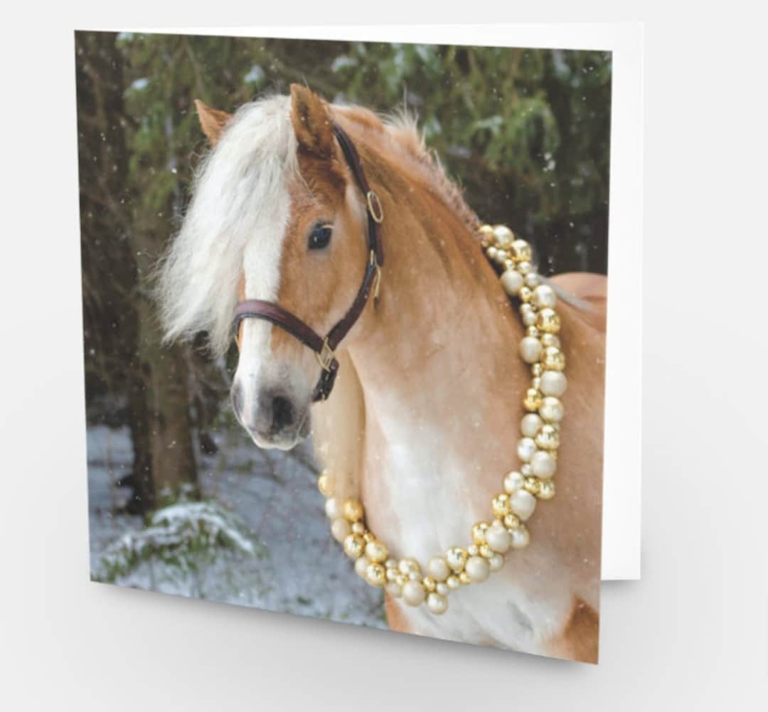 Haflinger christmas