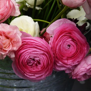 Pink Ranunculus in a Bucket 8x10 photo print