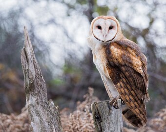 Barn Owl canvas wall art