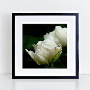 White Tulip 12" x 12" fine art print - gifts for her, gifts for mom, gifts for flower lovers, gifts for nature lovers