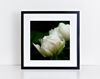 White Tulip 12" x 12" fine art print - gifts for her, gifts for mom, gifts for flower lovers, gifts for nature lovers