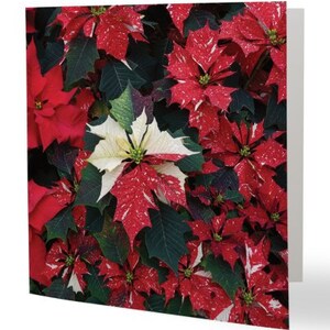 Poinsettias rouges - 6 paquets de cartes de Noël classiques à points rouges, cartes de Noël, photographie de fleurs