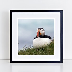 Puffin at Latrabjarg 12" x 12" fine art print - gifts for bird lovers, gifts for nature lovers, bird photography