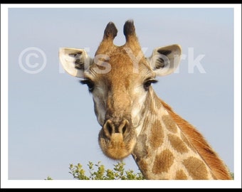 Giraffe in Sabi Sands National Park, South Africa. Great wildlife viewing.