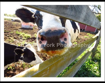 Black and White Cow at a farm not far from Woodstock, New York.