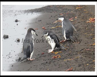 Chinstrap Penguins at Whalers Bay, Antarctica. Great wildlife viewing.