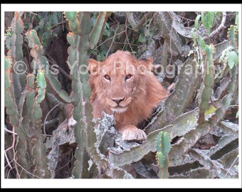Young Male Lion in a Candelabra tree in Queen Elizabeth National Park, Uganda. Great wildlife viewing.