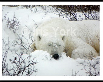 Polar Bear Sleeping in Churchill, Canada. Great wildlife viewing.