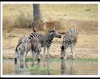 Zebras in Sabi Sands National Park, South Africa. Great wildlife viewing.