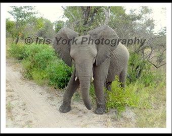 Young Elephant in Sabi Sands National Park, South Africa. Great wildlife viewing.