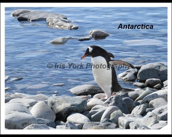 Gentoo Penguin Walking on the Rocks at Cuverville Island, Antarctica. Great wildlife viewing.