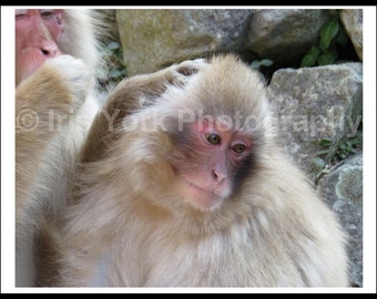 Snow Monkeys Grooming in Jigokudani Monkey Park, Japan. Great wildlife viewing.
