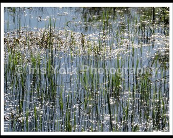 Cooper Lake Sparkles in the Reeds in Woodstock New York