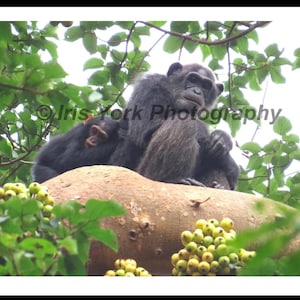 Baby Chimpanzee with Mother in Kibale National Park, Uganda. Great wildlife viewing.