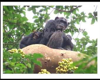 Baby Chimpanzee with Mother in Kibale National Park, Uganda. Great wildlife viewing.