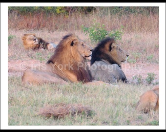 Two Male Lions in Sabi Sands National Park, South Africa. Great wildlife viewing.