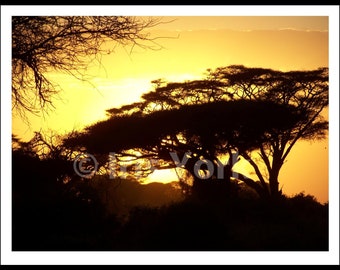 Landscape Photo of an Acacia Tree Sunset in Kenya.
