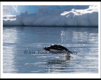 Gentoo Penguin Jumping out of the Water at Cuverville Island, Antarctica. Great wildlife viewing.