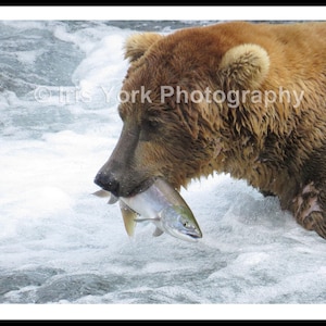 Brown Bear Catching Salmon in Katmai National Park, Alaska. Great wildlife viewing.