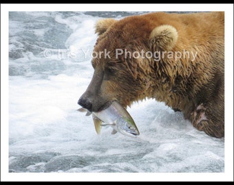 Brown Bear Catching Salmon in Katmai National Park, Alaska. Great wildlife viewing.