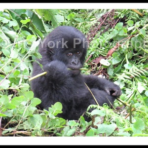 Baby Mountain Gorilla in Volcanoes National Park, Rwanda. Great wildlife viewing.