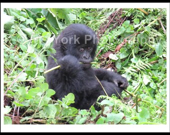 Baby Mountain Gorilla in Volcanoes National Park, Rwanda. Great wildlife viewing.