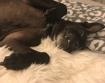 May include: A black dog with white teeth is lying on a white fluffy rug. The dog is on its back with its paws in the air.