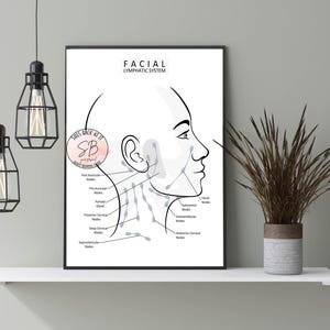 Può includere: Un'illustrazione in bianco e nero del sistema linfatico facciale con il testo "Facial Lymphatic System" e "She's Back At It SB" su uno sfondo bianco.