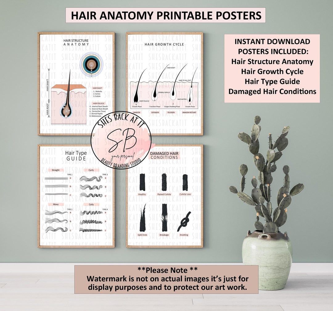 Hair Stylist Posters, Hair Type Guide, Hair Growth Cycle Print, Damaged