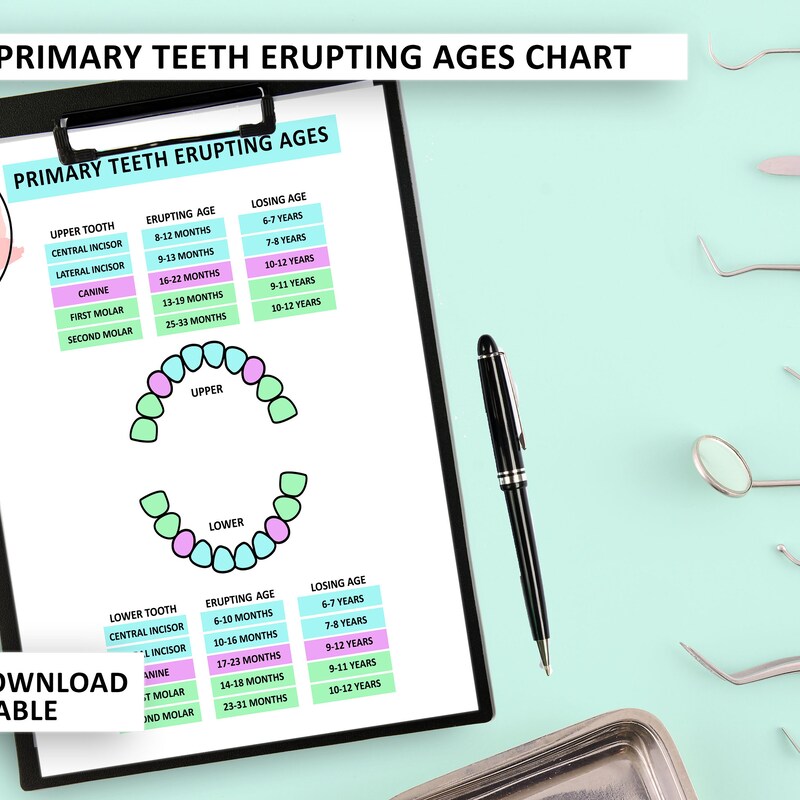 Baby Tooth Eruption Chart - Etsy