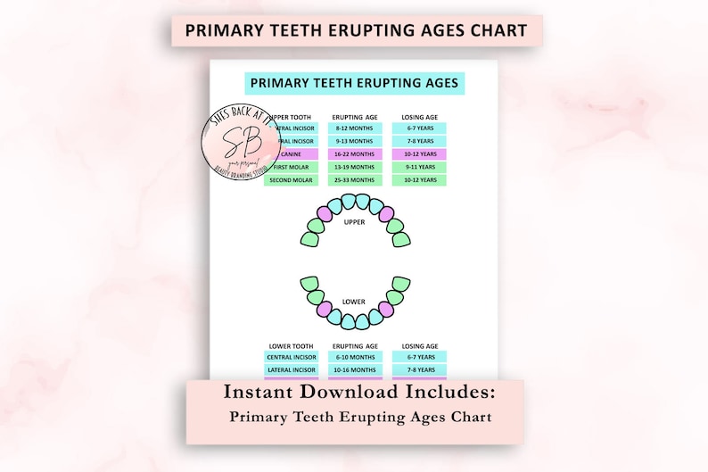 Primary teeth eruption chart baby teeth eruption ages tooth etsy