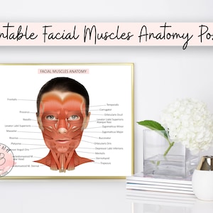 Músculos de la cara y el cuello, arte con bótox, inyector, anatomía, arte mural estético, póster de músculos faciales, decoración de spa médico, impresión dermatológica