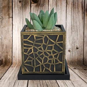 May include: A succulent plant in a black square planter with a gold geometric pattern. The planter has a black square base.