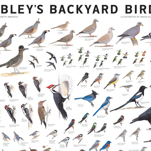 Hummingbirds of North America Poster Print - Etsy