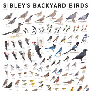 Sibley’s Backyard Birds of Western North America Poster