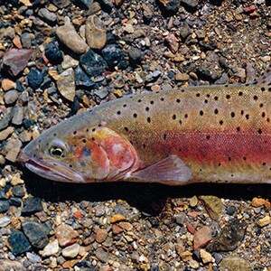 Humboldt Cutthroat Trout Giclée Print