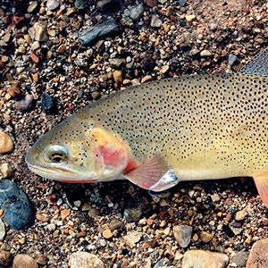 Snake River Finespotted Cutthroat Trout Giclée Print