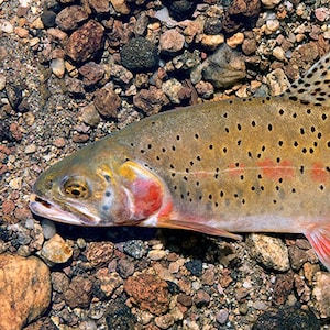 Puede incluir: Una trucha marrón y naranja con manchas negras, tumbada sobre un lecho de pequeñas piedras marrones y grises.