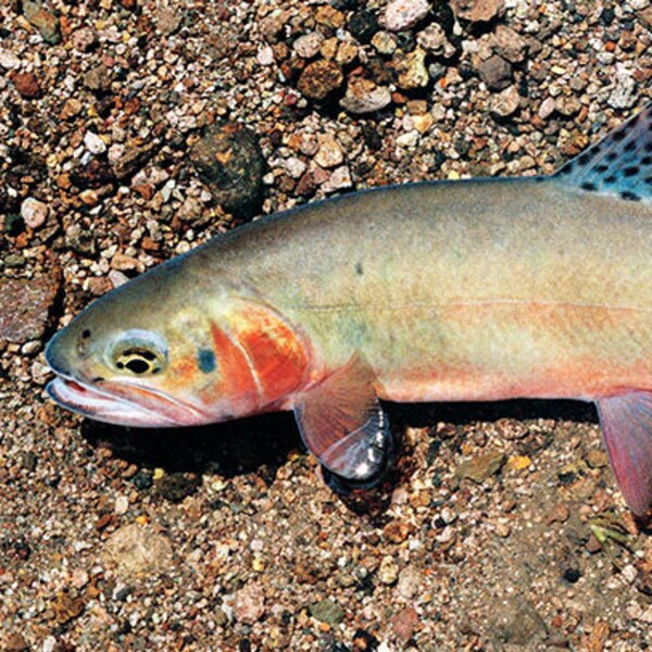 Rio Grande Cutthroat Trout Giclée Print