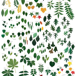 May include: A chart of common broad-leaved trees found in Eastern North America. The chart features illustrations of the leaves of each tree, along with the tree's common and scientific names. The leaves are depicted in various shades of green, yellow, red, and orange.