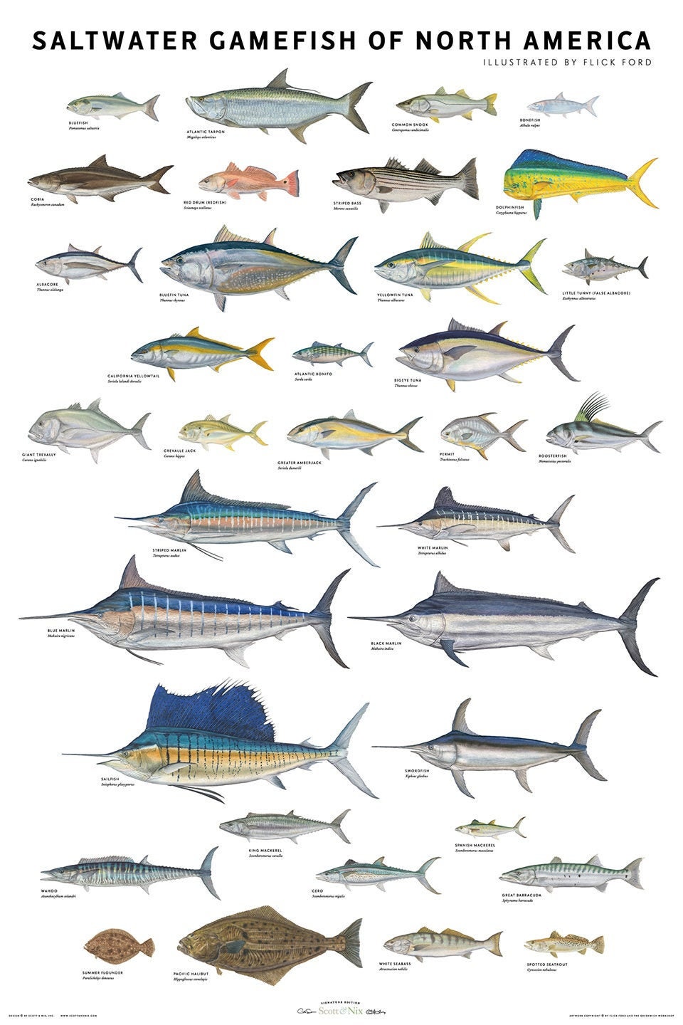 Saltwater Gamefish of North America Poster - Etsy