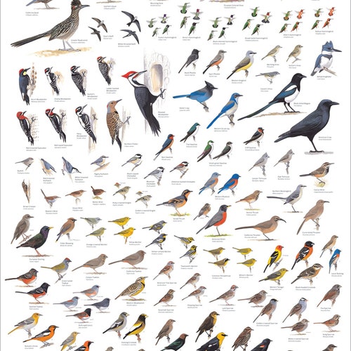 Sibleys Backyard Birds of Western North America Poster - Etsy