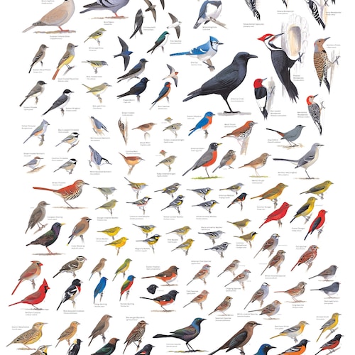 Sibleys Backyard Birds of Eastern North America Poster - Etsy