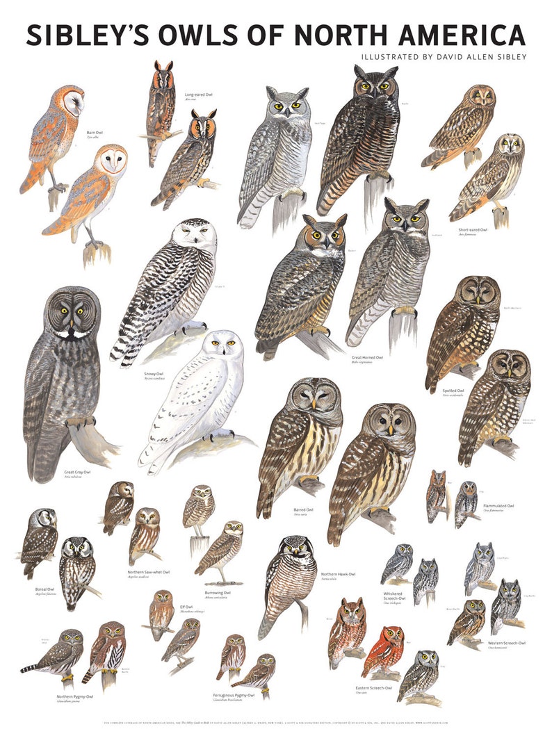 Owl Types