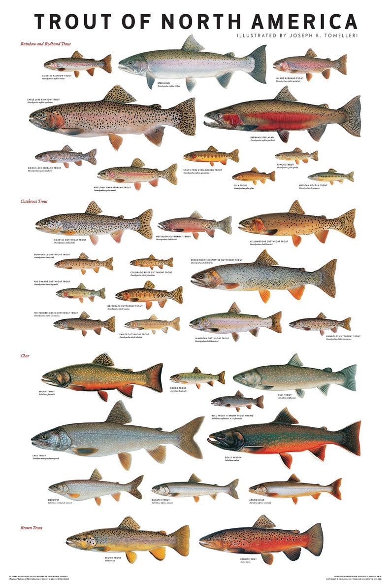 Trout of North America Wall Poster Etsy