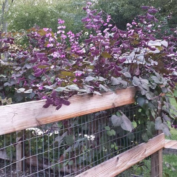 Hyacinth Bean Vine Seeds - Dolichos Lablab - Purple Climbing Vine - Fast Growing Flowering Annual Plant - Barrier Vine -Full Sun Annual Vine