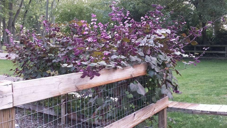 Hyacinth Bean Vine Seeds Dolichos Lablab Purple Flowering Etsy
