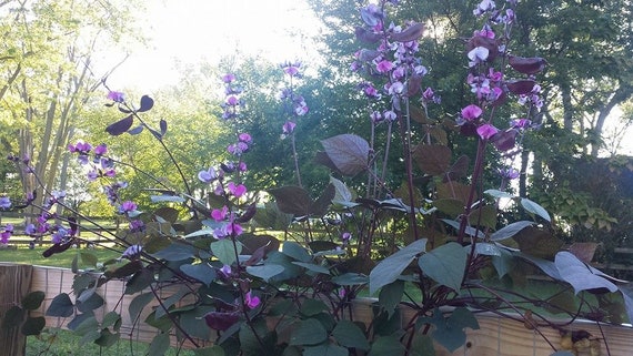 15 Hyacinth Bean Dolichos Lablab Flowers Seed Climbing Lilac Plant Egyptian Bean 