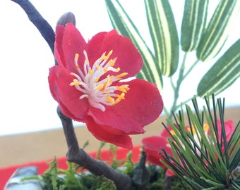 Live Bonsai Tree Dwarf Schefflera In A Bonsai Pot Indoor Or Etsy